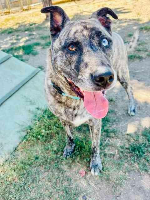 Del, ADOPTABLE, Adult Male Pit Bull Terrier.