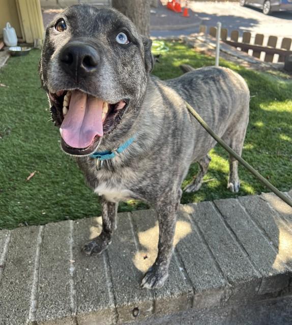 Del, a ADOPTABLE mixed breed in Phoenix, OR image 2/6