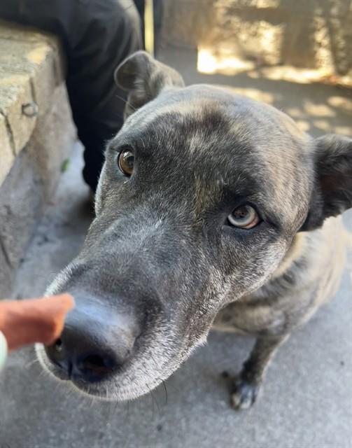 Del, a ADOPTABLE mixed breed in Phoenix, OR image 3/6