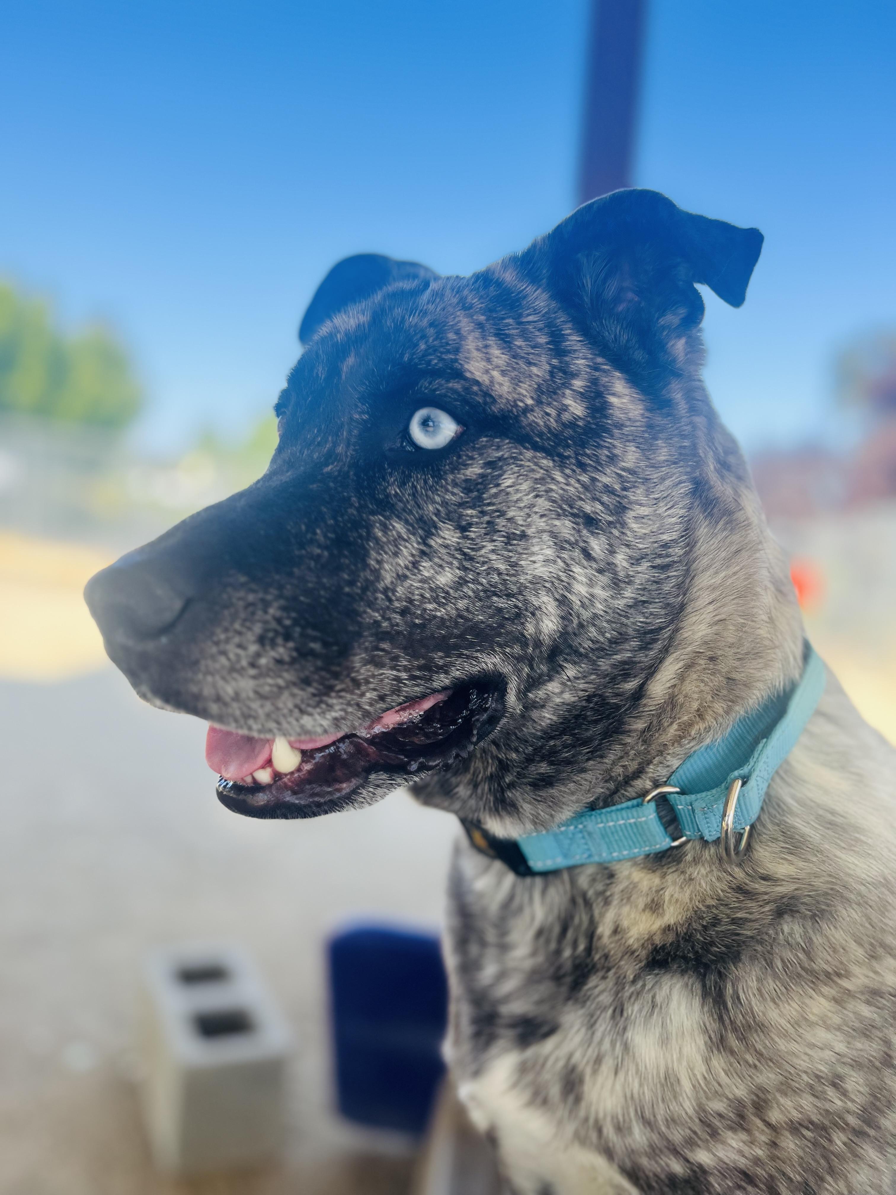 Del, a ADOPTABLE mixed breed in Phoenix, OR image 5/6