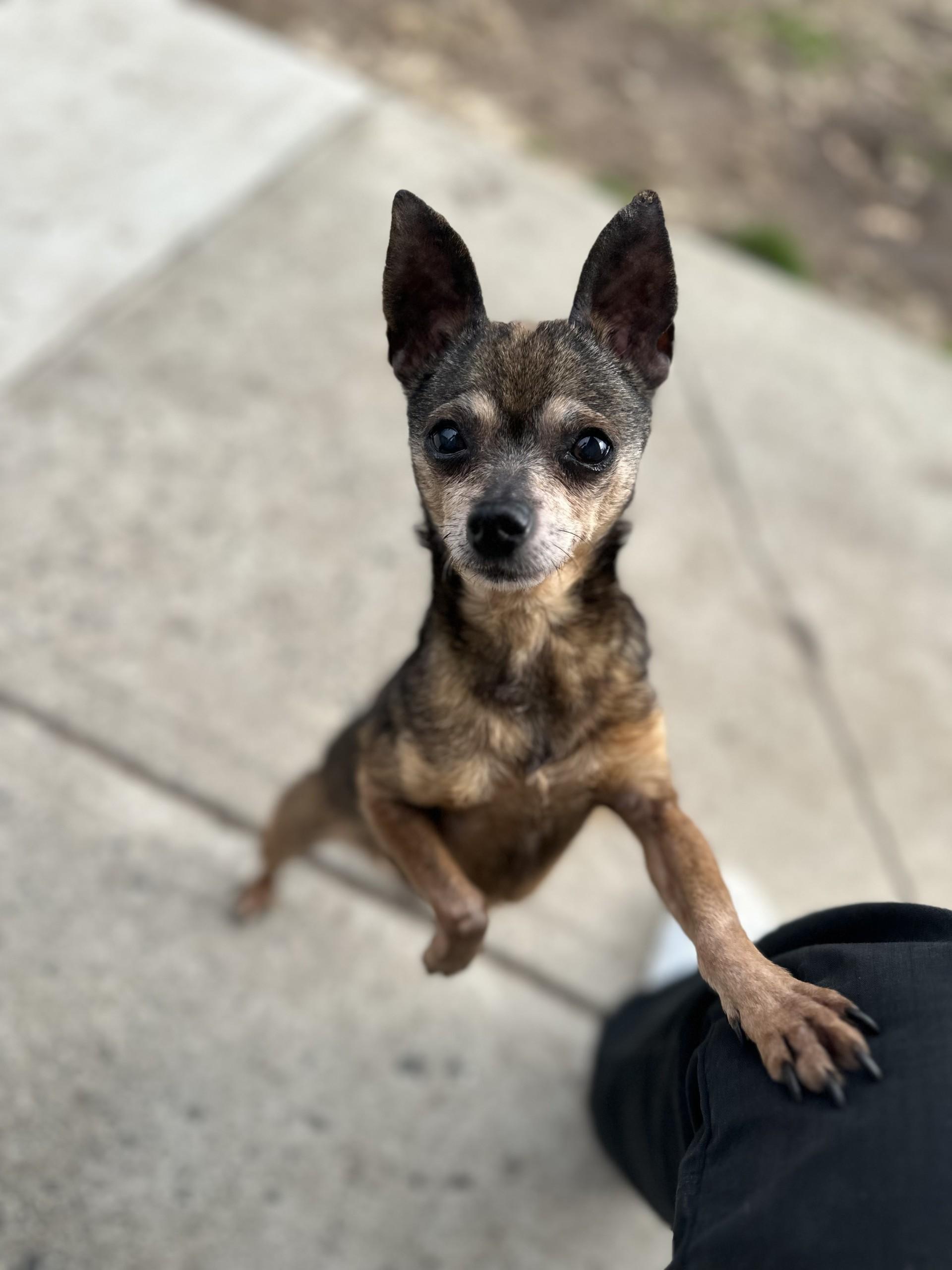 Rocky, adopted, Senior Male Chihuahua.