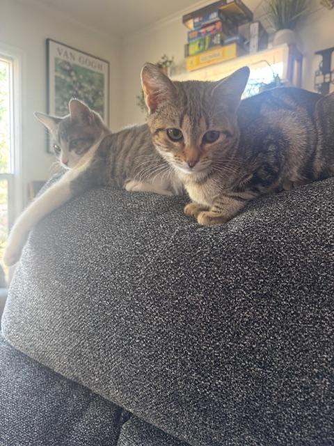 Calypso — thumbnail 5