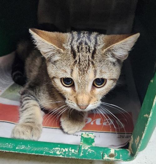 Calypso — thumbnail 6