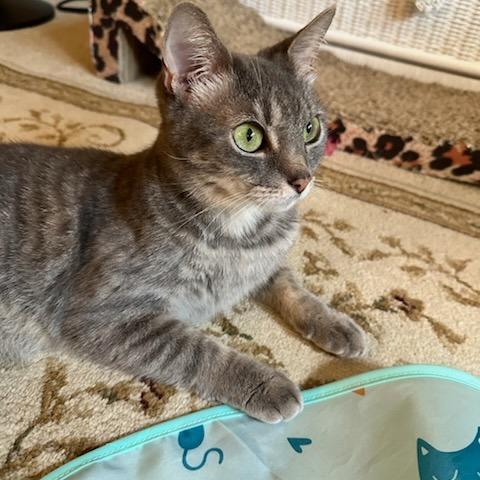 Misty, Adoptable, Adult Female Domestic Short Hair.