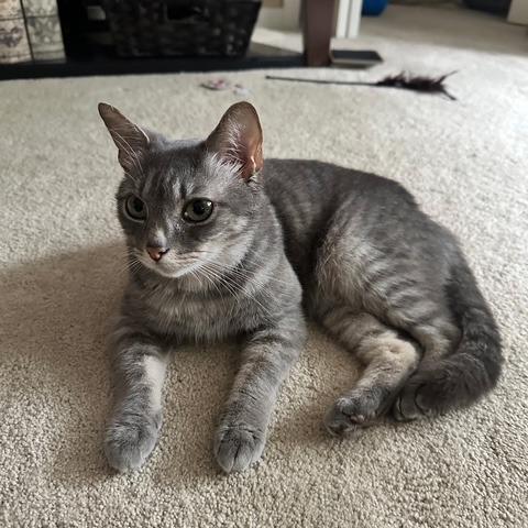 Enlarge Misty, a Adoptable Domestic Short Hair in Richmond, VA image 2/6