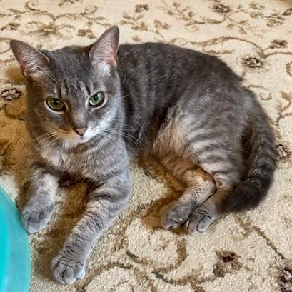 Enlarge Misty, a Adoptable Domestic Short Hair in Richmond, VA image 3/6