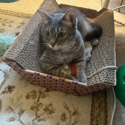 Enlarge Misty, a Adoptable Domestic Short Hair in Richmond, VA image 4/6