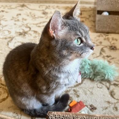 Enlarge Misty, a Adoptable Domestic Short Hair in Richmond, VA image 5/6