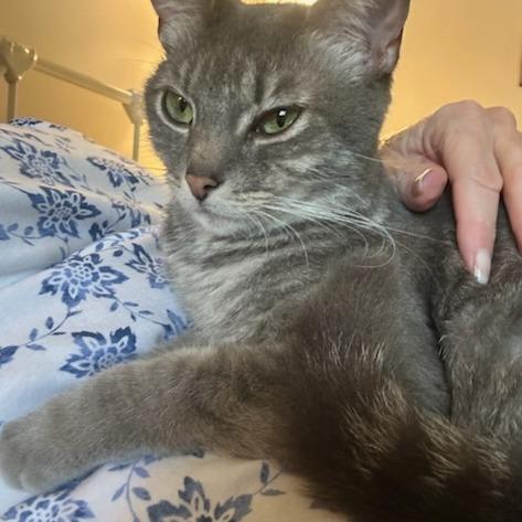 Enlarge Misty, a Adoptable Domestic Short Hair in Richmond, VA image 6/6