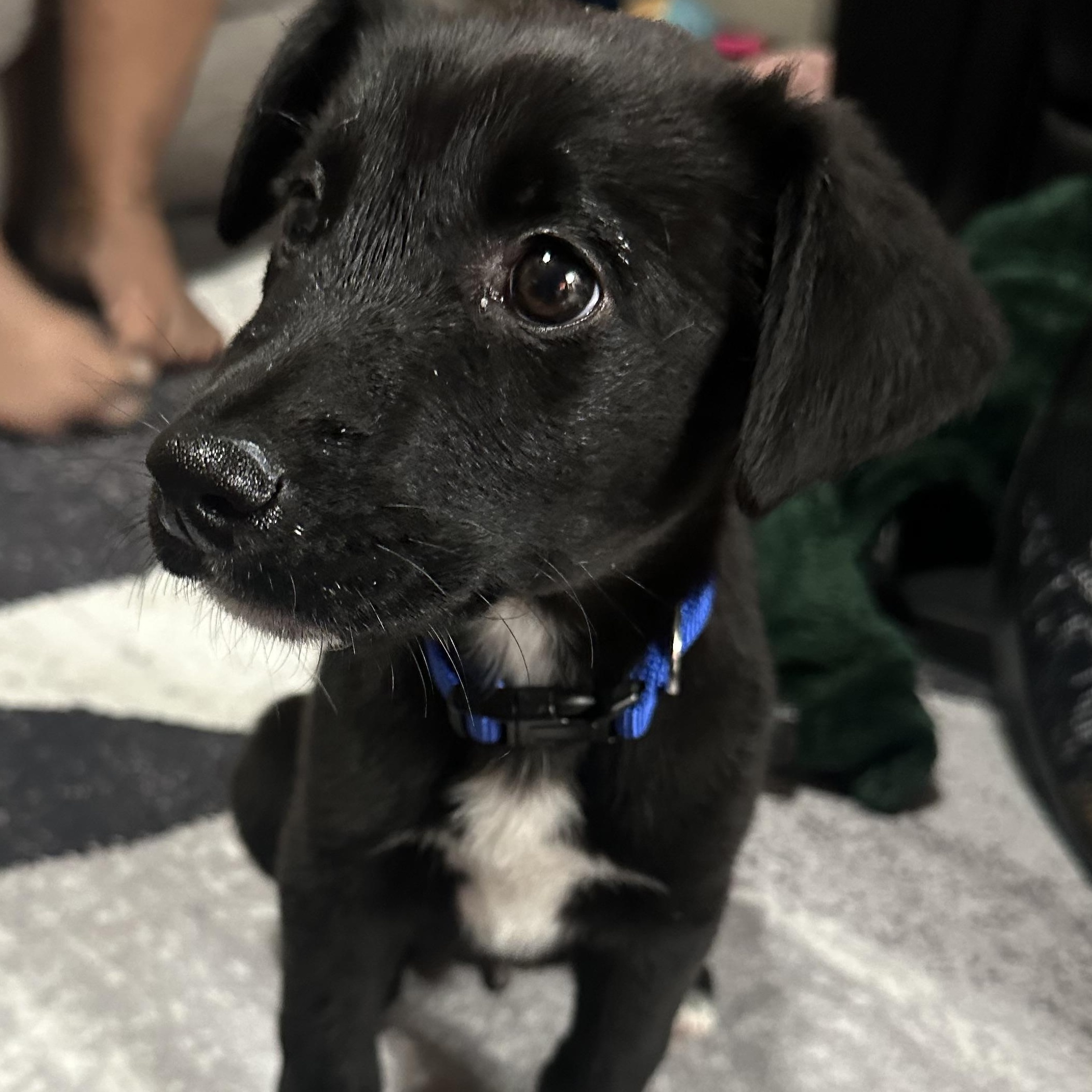 Border Collie Pinterst Jack - Adoptable Pet | Petfinder