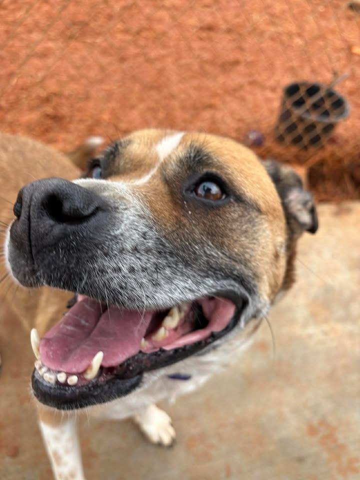 Enlarge Phoebe, a ADOPTABLE mixed breed in Munfordville, KY image 2/4