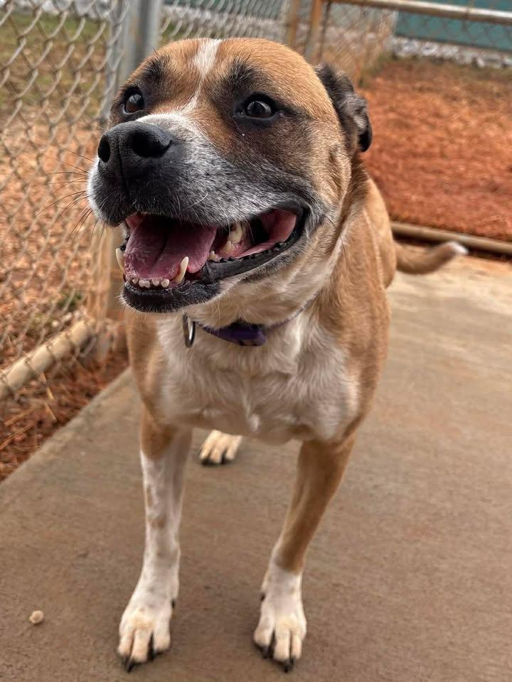Enlarge Phoebe, a ADOPTABLE mixed breed in Munfordville, KY image 4/4