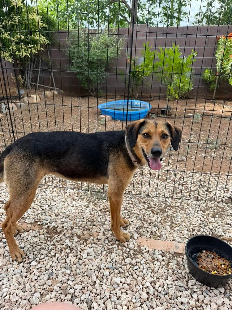 Xena, Adoptable, Adult Female Hound.