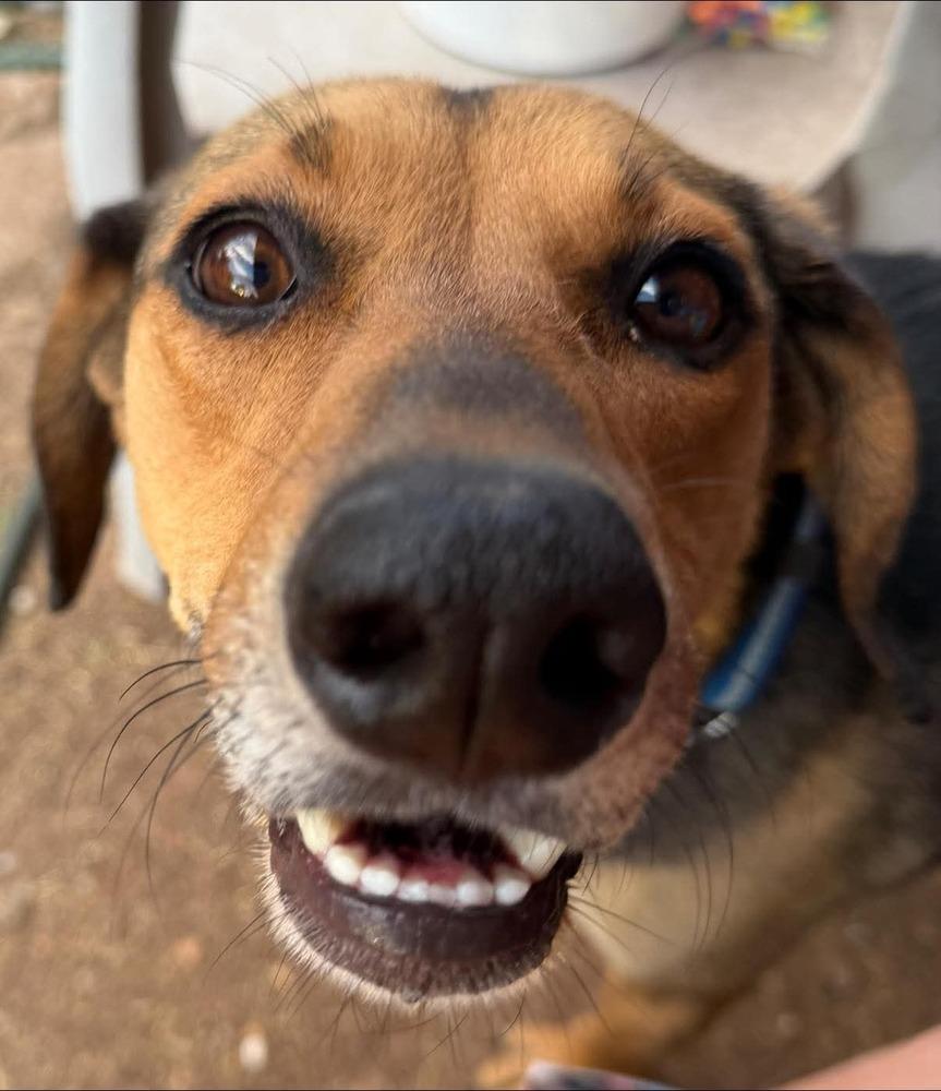Enlarge Xena, a Adoptable mixed breed in Willcox, AZ image 2/2