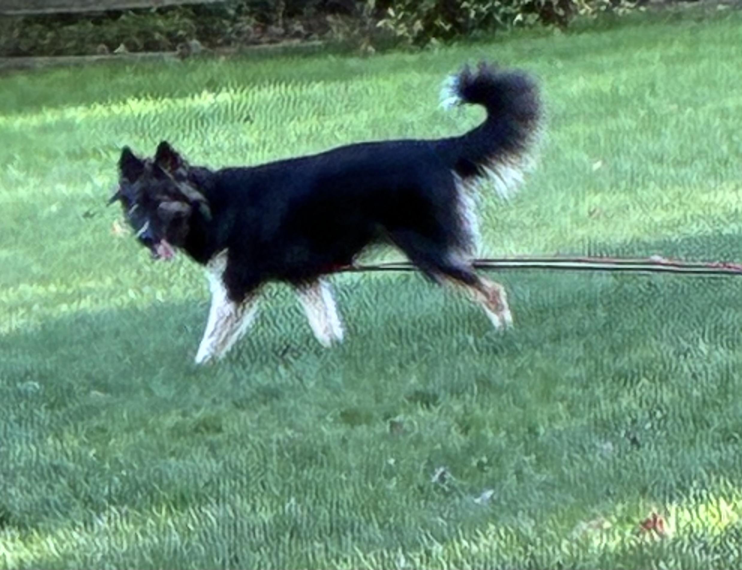 Luna, a Adoptable mixed breed in Lincoln University, PA image 3/5