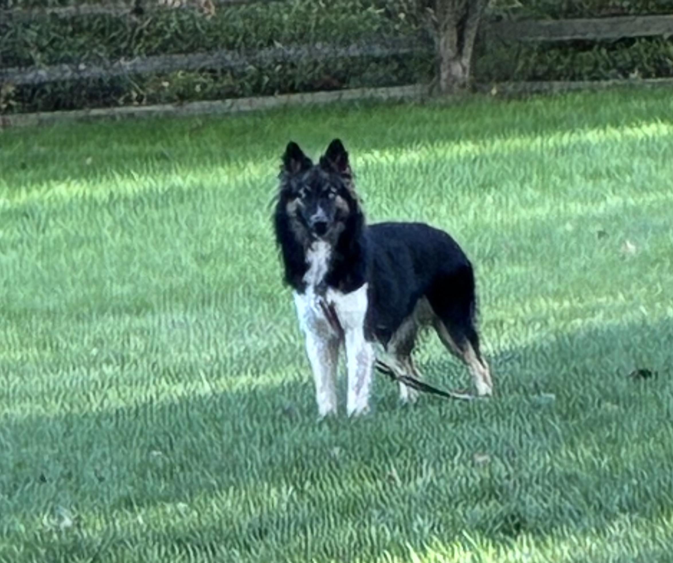 Luna, a Adoptable mixed breed in Lincoln University, PA image 4/5