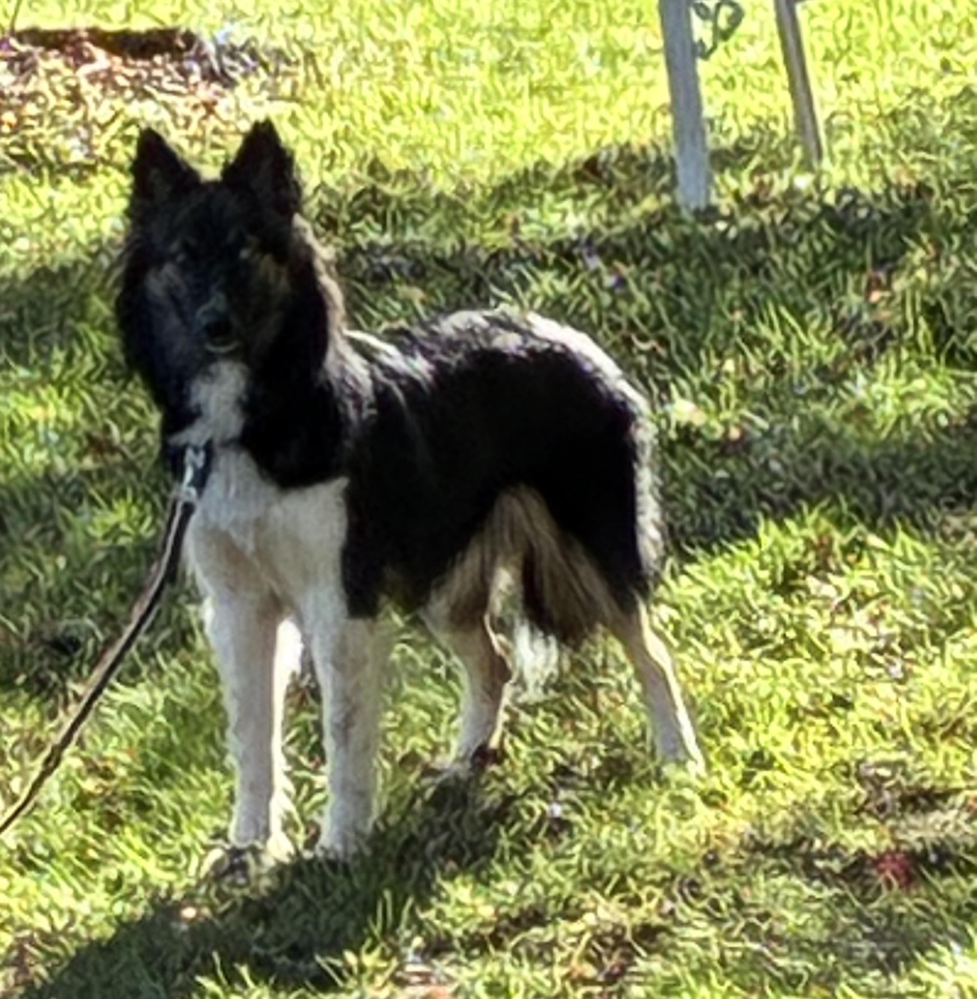 Luna, a Adoptable mixed breed in Lincoln University, PA image 5/5