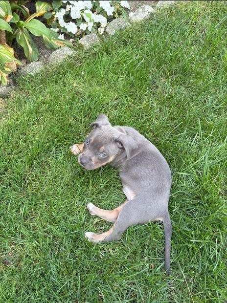 Homer, Adoptable, Puppy Male Pit Bull Terrier & American Staffordshire Terrier.