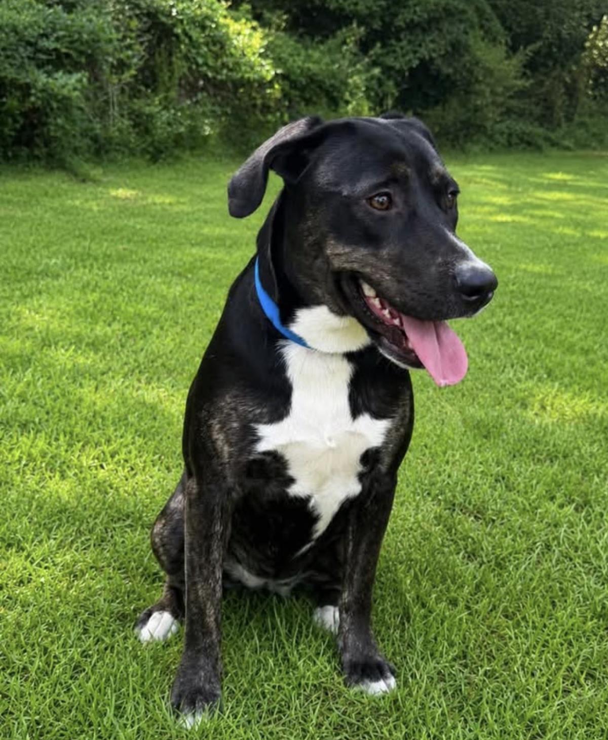 Angel, Adoptable, Young Female Labrador Retriever.