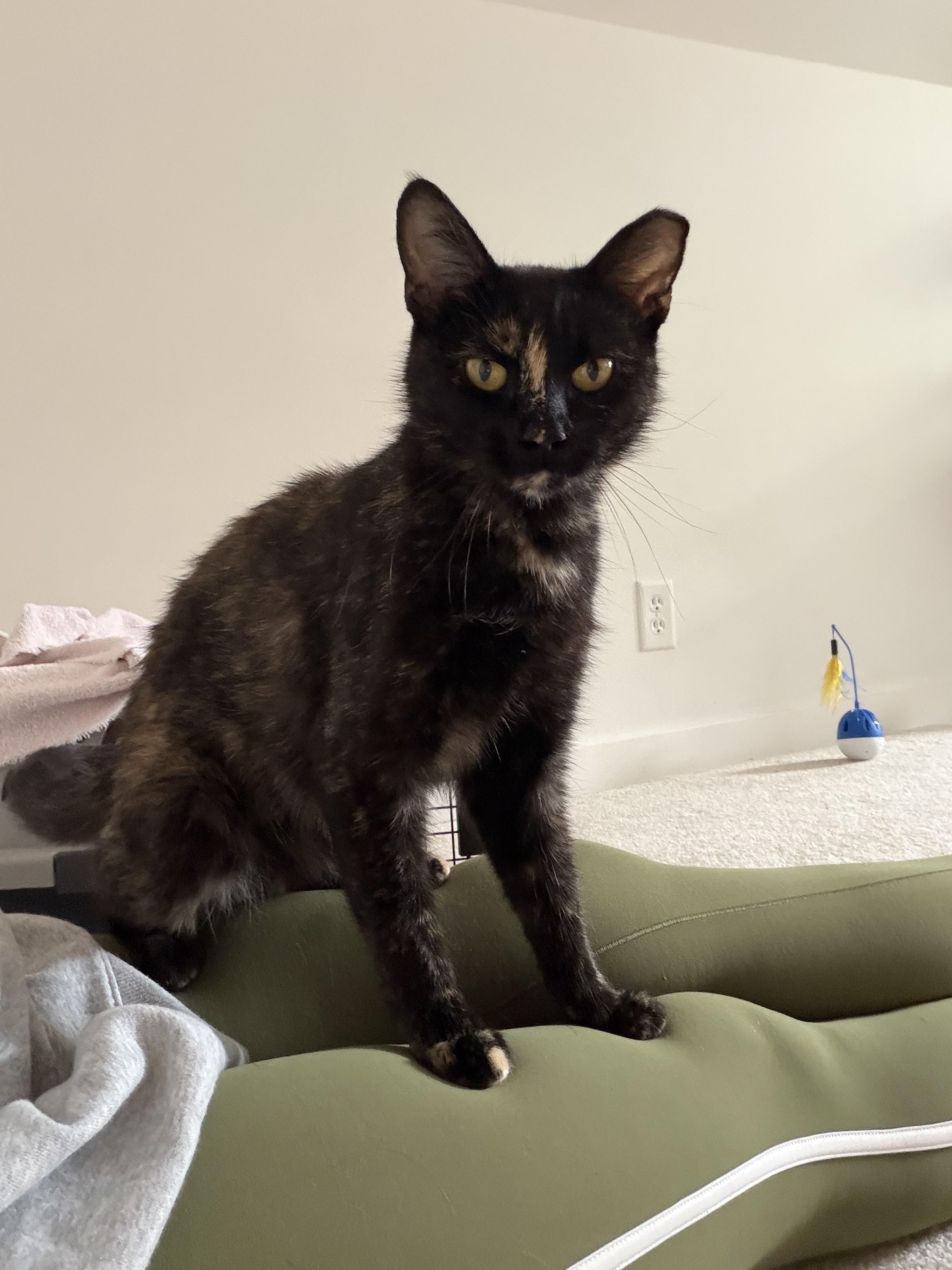 Enlarge Abigail, a ADOPTABLE Domestic Short Hair in Milwaukee, WI image 3/5