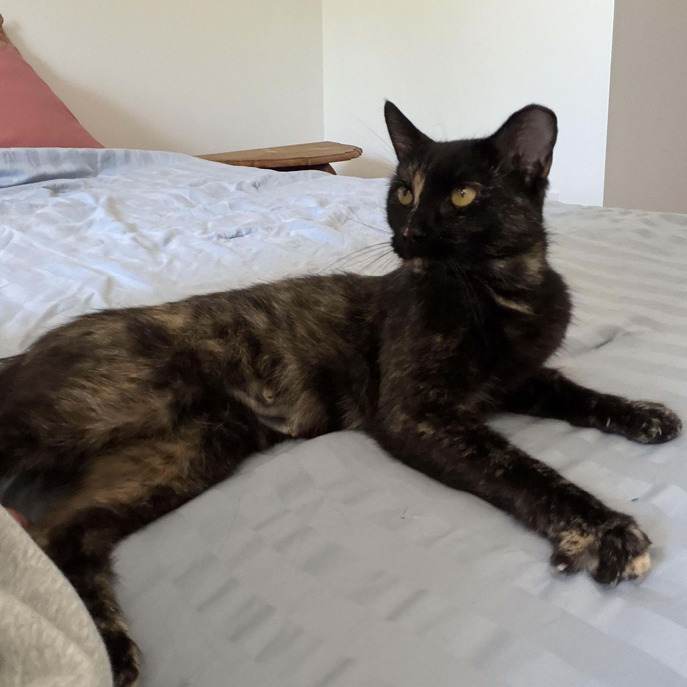 Enlarge Abigail, a ADOPTABLE Domestic Short Hair in Milwaukee, WI image 4/5