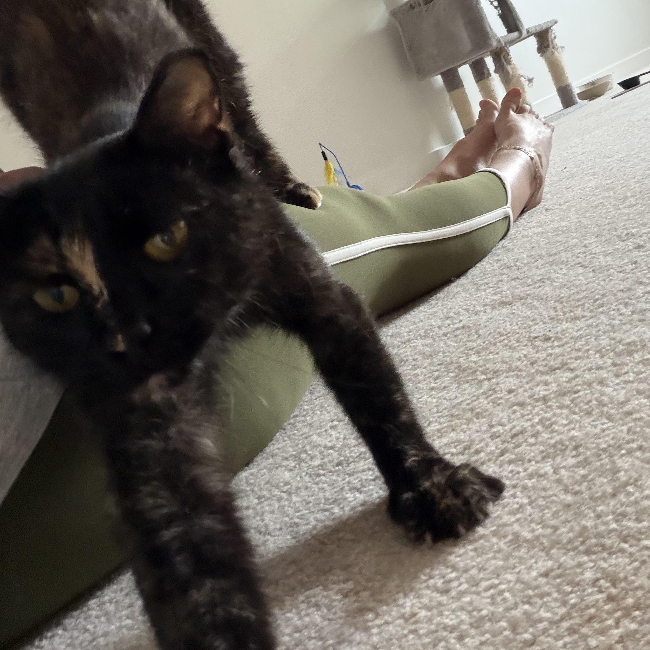 Enlarge Abigail, a ADOPTABLE Domestic Short Hair in Milwaukee, WI image 2/5