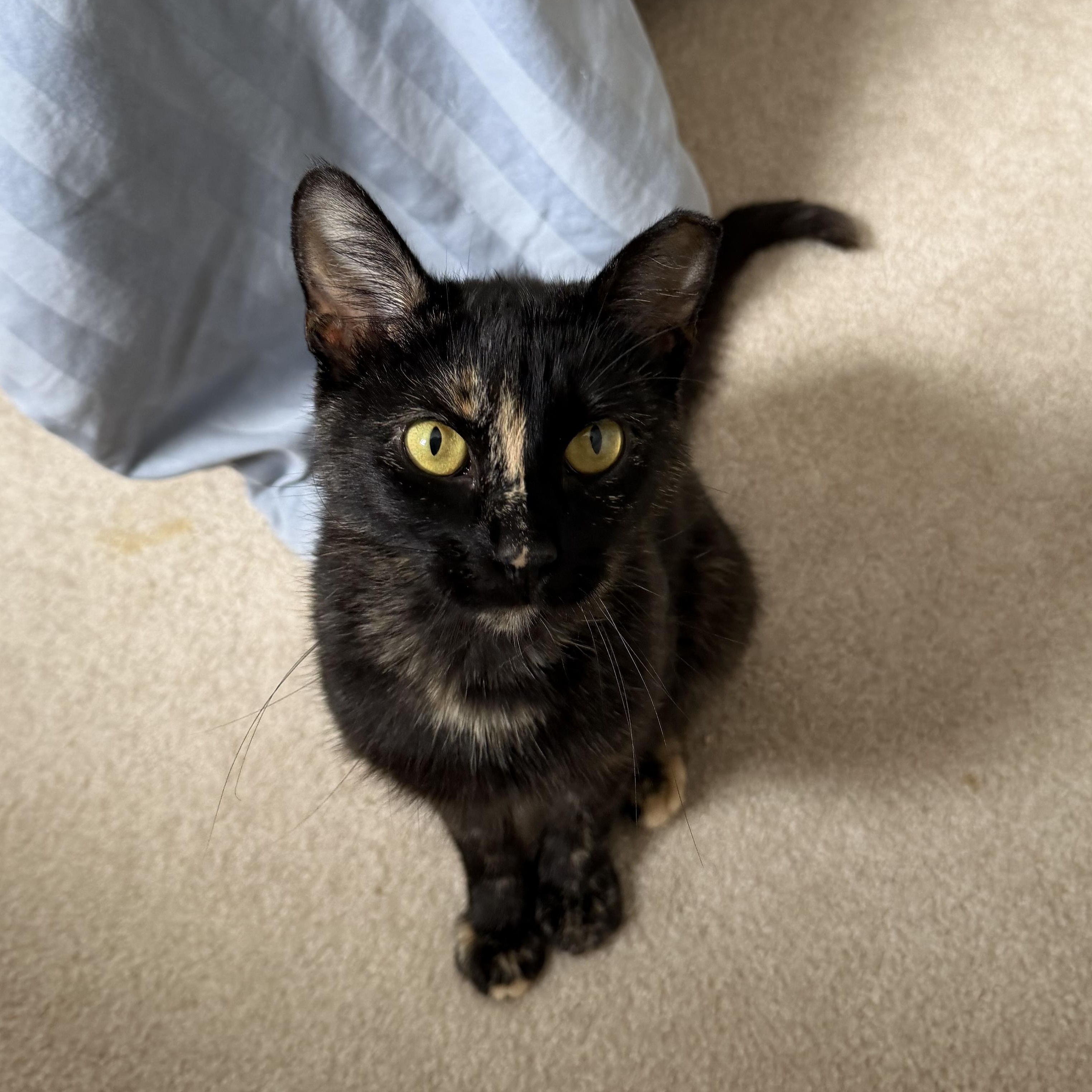 Enlarge Abigail, a ADOPTABLE Domestic Short Hair in Milwaukee, WI image 5/5