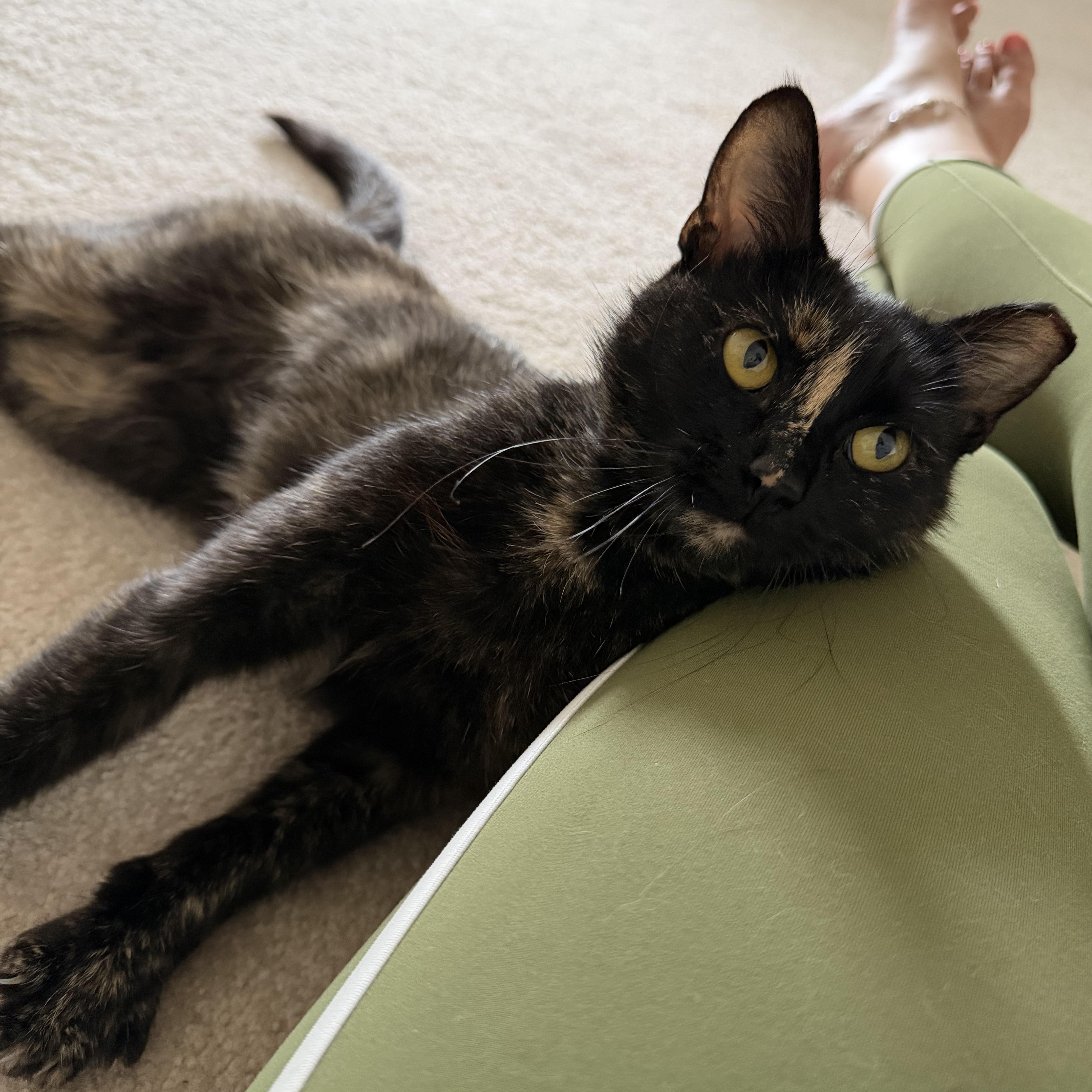 Abigail, ADOPTABLE, Young Female Domestic Short Hair.