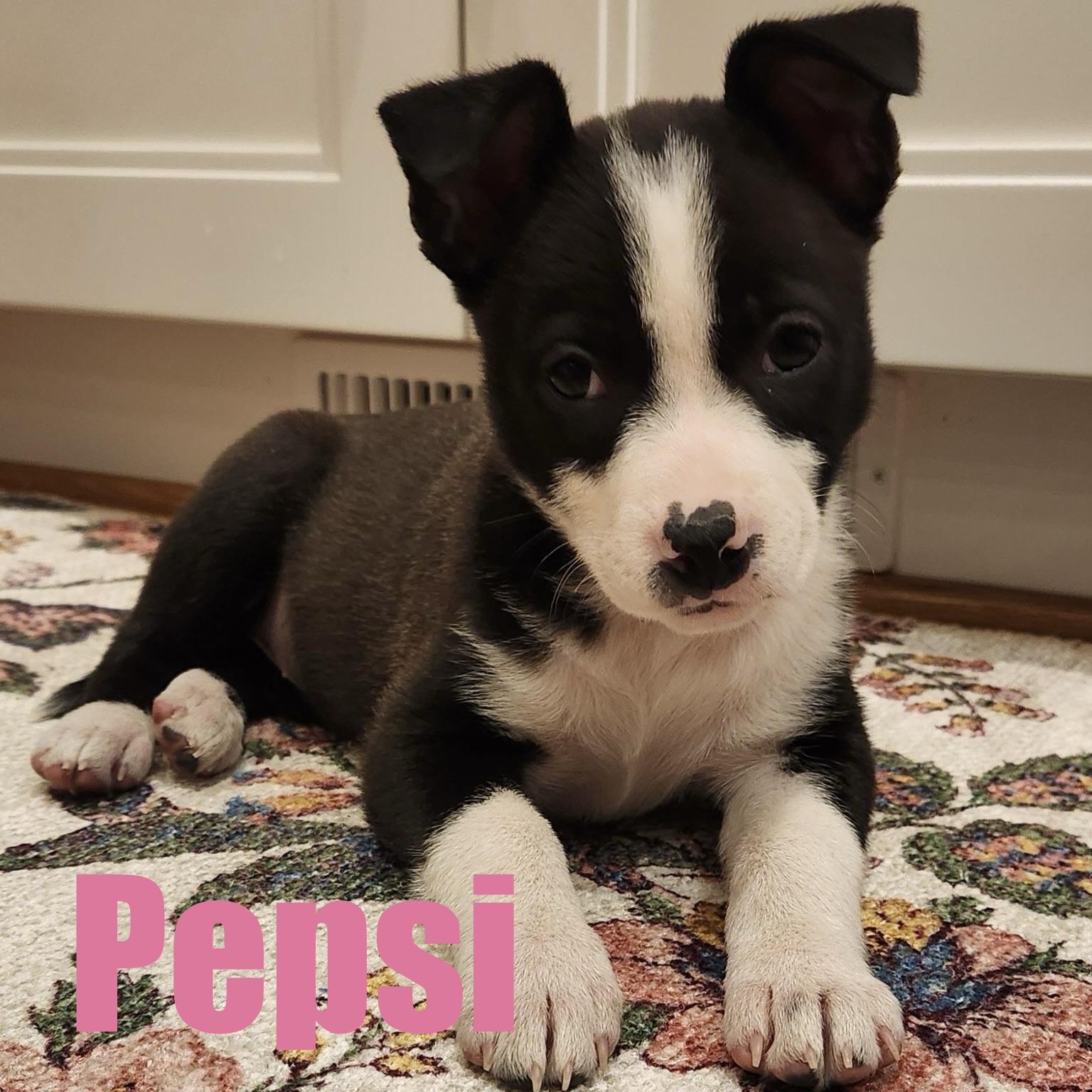 Enlarge Pepsi, an adopted mixed breed in Ellicott City, MD image 1/2