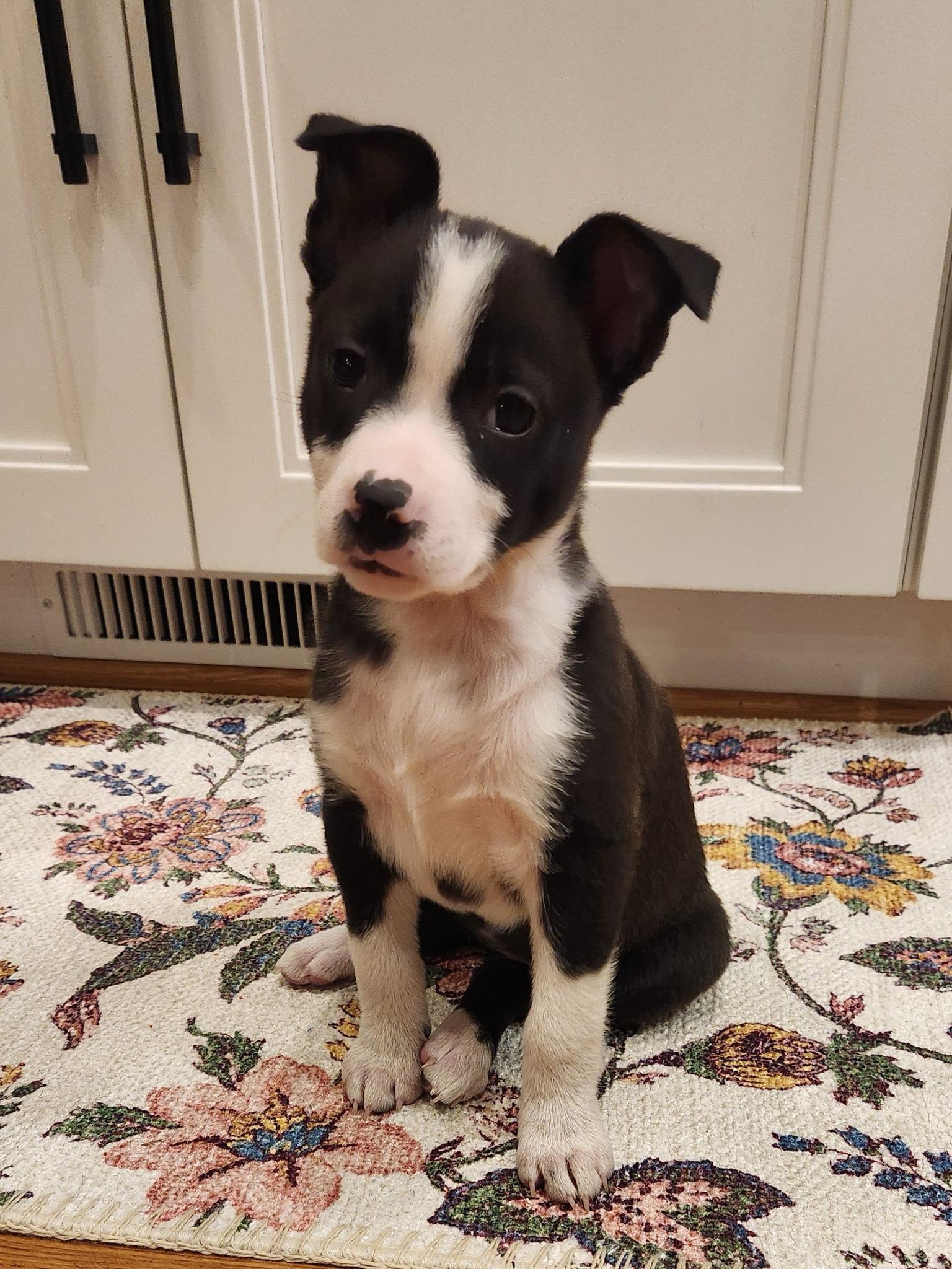 Enlarge Pepsi, an adopted mixed breed in Ellicott City, MD image 2/2