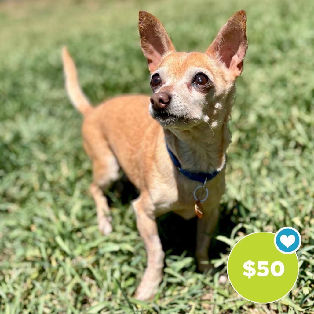 Rainbow, Adoptable, Senior Male Mixed Breed & Chihuahua.