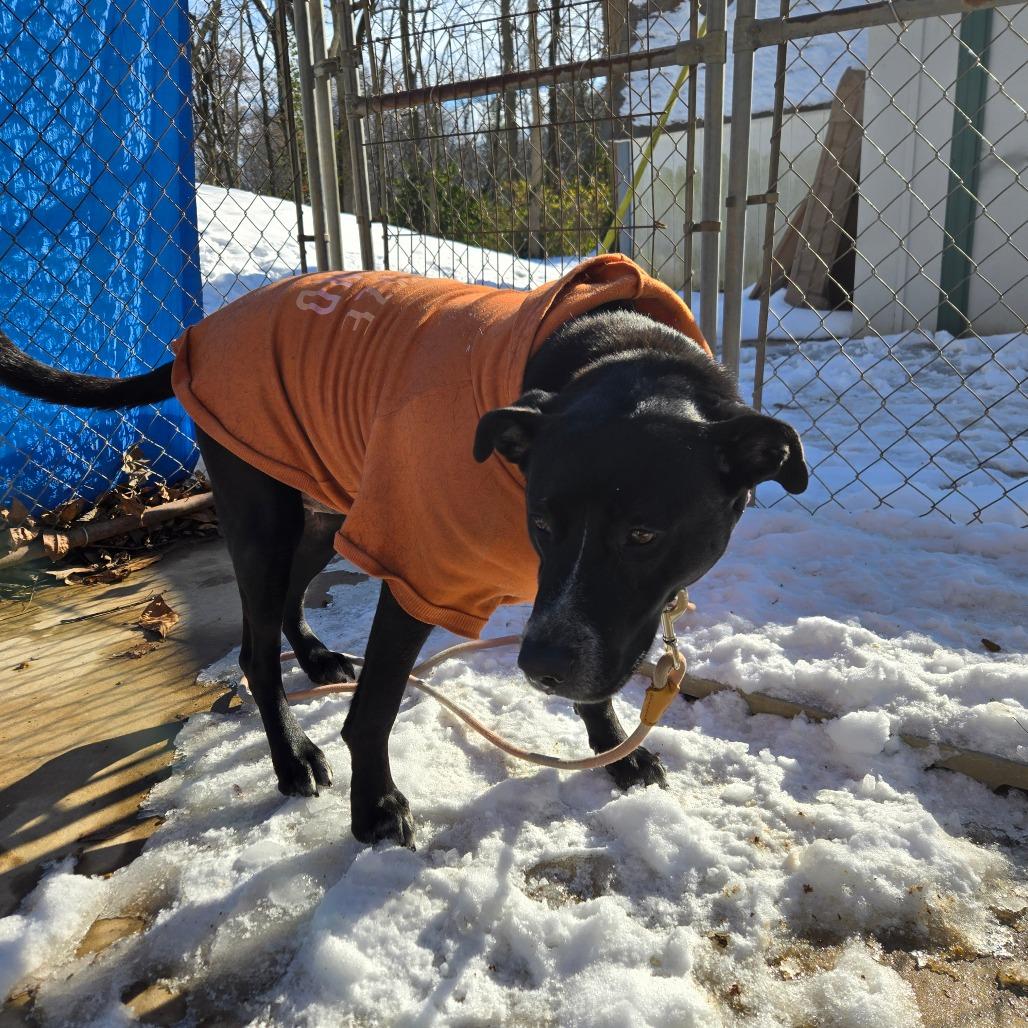 Honey, Adoptable, Senior Female Mixed Breed.