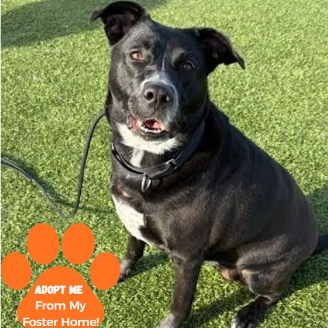 Enlarge Honey, a Adoptable Mixed Breed in Edwardsville, IL image 2/6