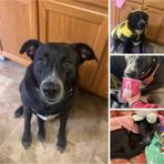 Enlarge Honey, a Adoptable Mixed Breed in Edwardsville, IL image 3/6