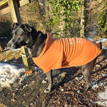 Enlarge Honey, a Adoptable Mixed Breed in Edwardsville, IL image 4/6