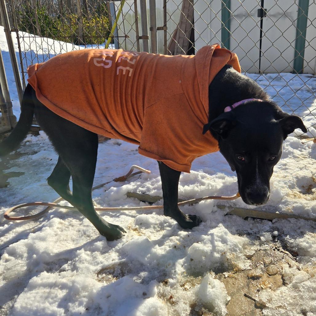 Enlarge Honey, a Adoptable Mixed Breed in Edwardsville, IL image 5/6