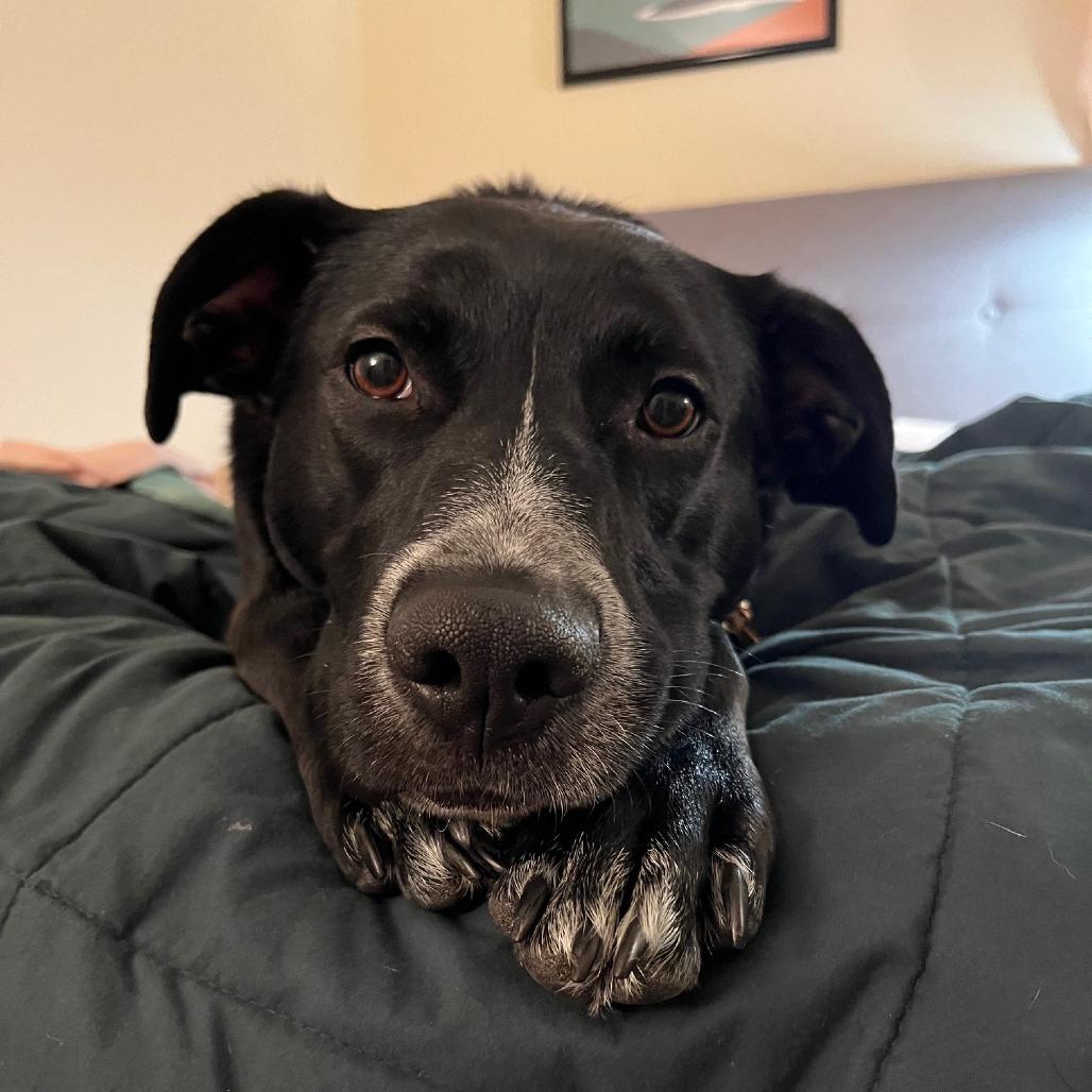 Enlarge Honey, a Adoptable Mixed Breed in Edwardsville, IL image 6/6