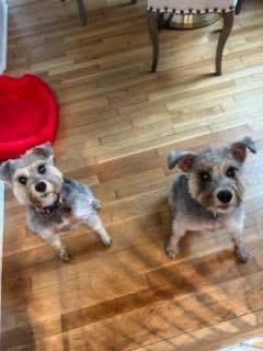 Dexter and Sofie , ADOPTABLE, Senior Male Miniature Schnauzer.