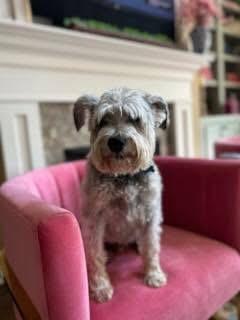 Enlarge Dexter and Sofie , a ADOPTABLE Miniature Schnauzer in Louisville, KY image 3/4