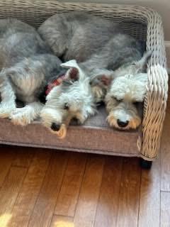 Enlarge Dexter and Sofie , a ADOPTABLE Miniature Schnauzer in Louisville, KY image 2/4