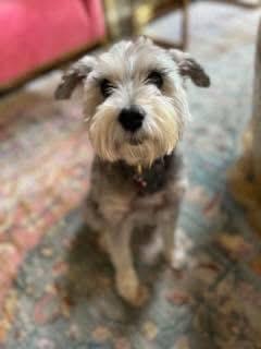 Enlarge Dexter and Sofie , a ADOPTABLE Miniature Schnauzer in Louisville, KY image 4/4