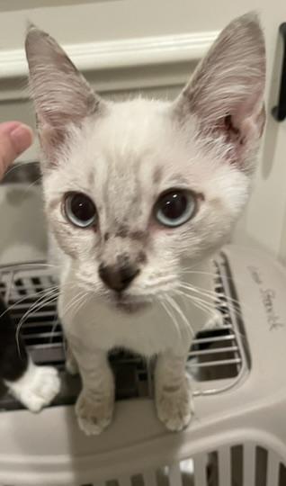 Ringo-Portofino PetSmart