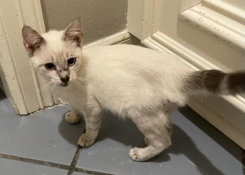 Ringo-Portofino PetSmart