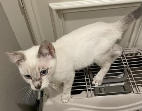 Ringo-Portofino PetSmart