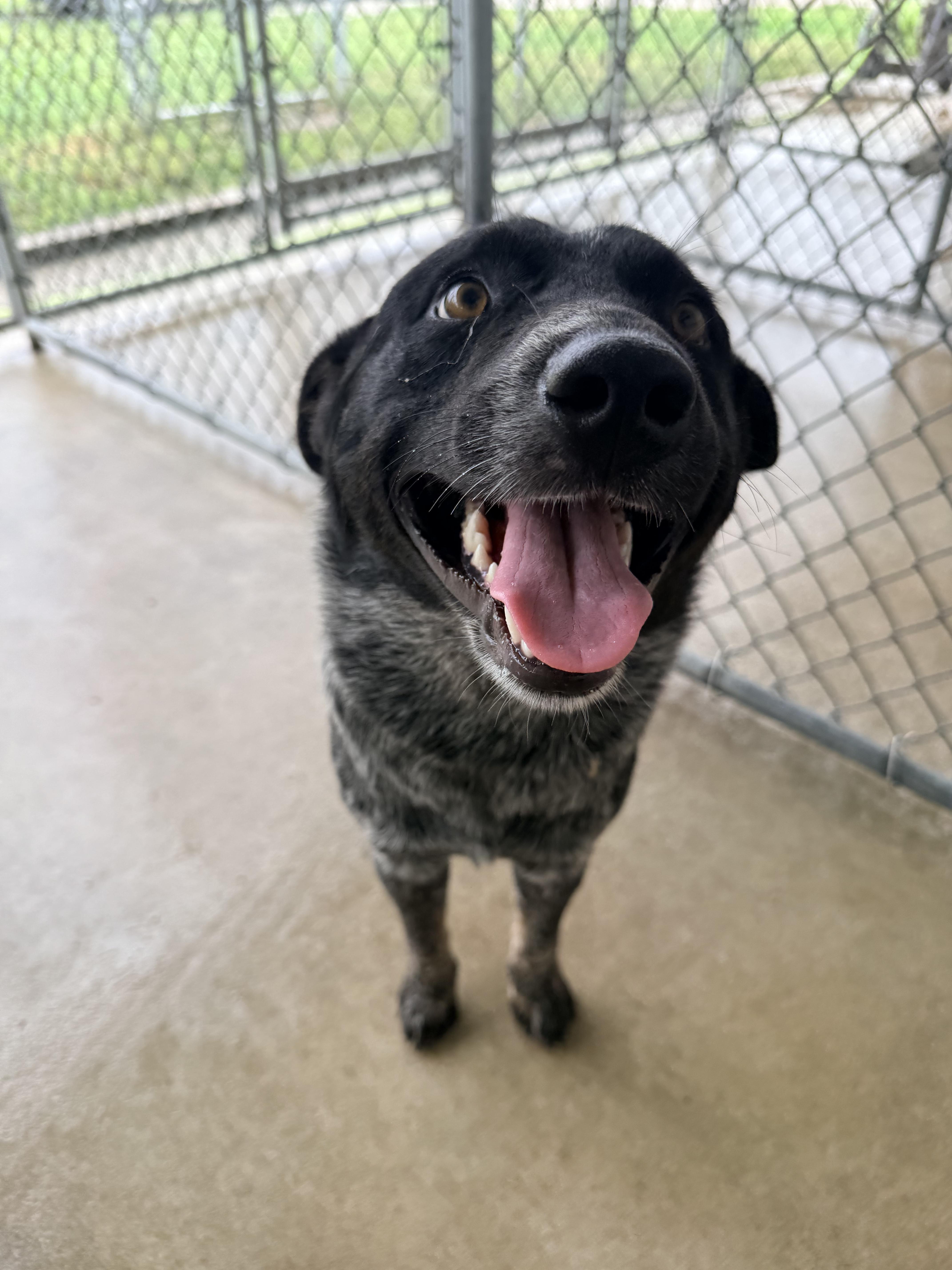 Enlarge Sully, a Adopted Australian Cattle Dog / Blue Heeler in Albany, MO image 2/2