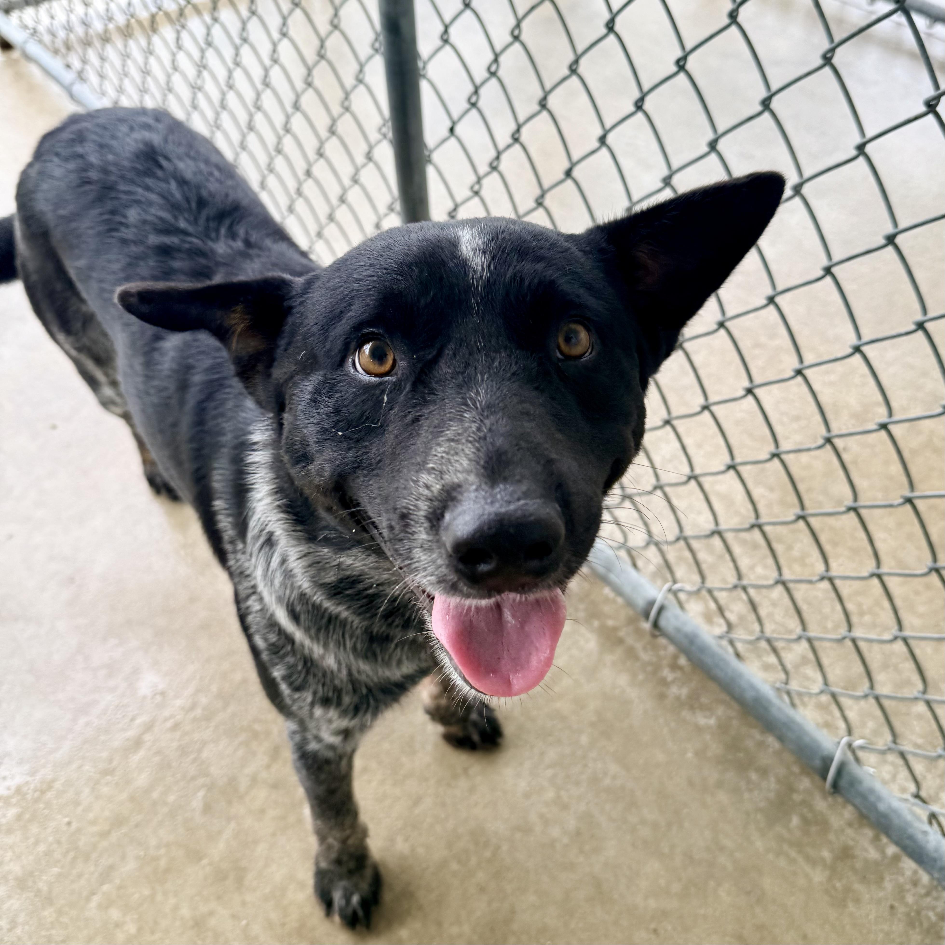 Sully, Adopted, Young Male Australian Cattle Dog / Blue Heeler.