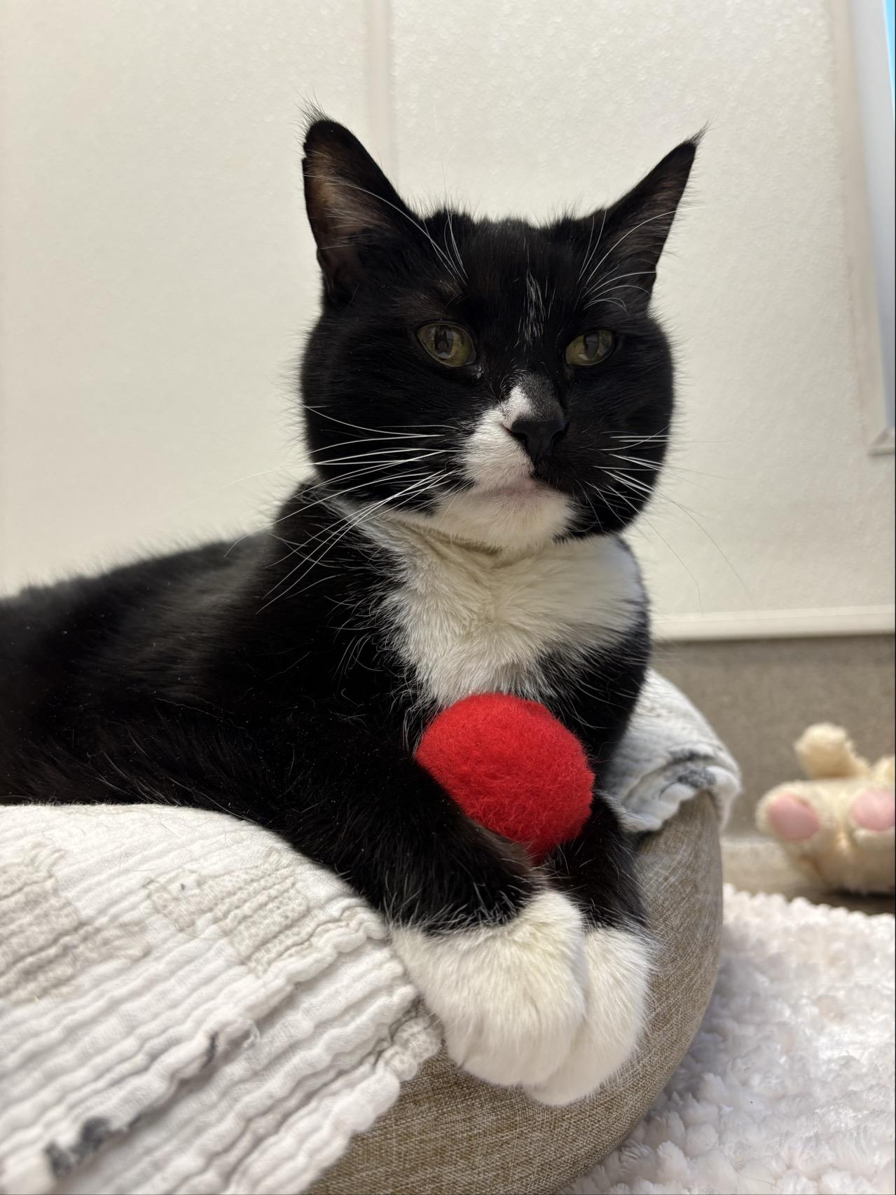 Enlarge Chloe #10363 (15 Years Old) , a Adoptable Domestic Short Hair in Langley, BC image 3/6