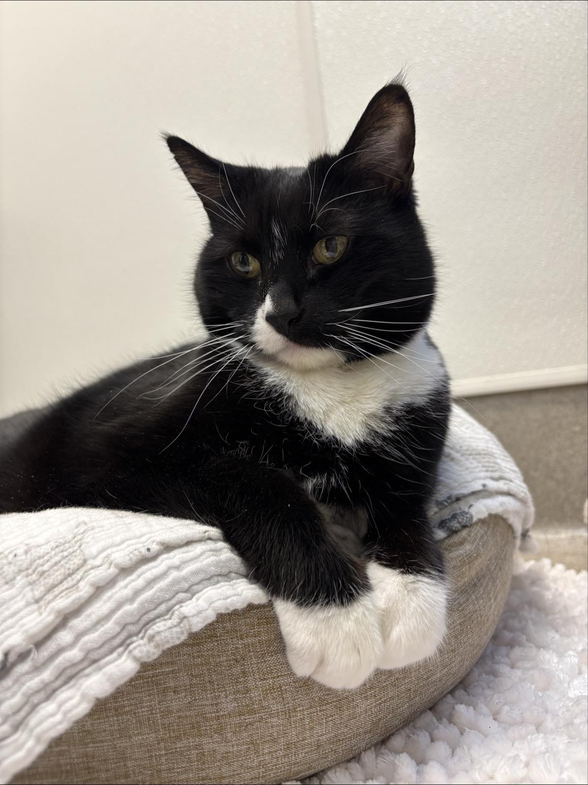 Enlarge Chloe #10363 (15 Years Old) , a Adoptable Domestic Short Hair in Langley, BC image 6/6