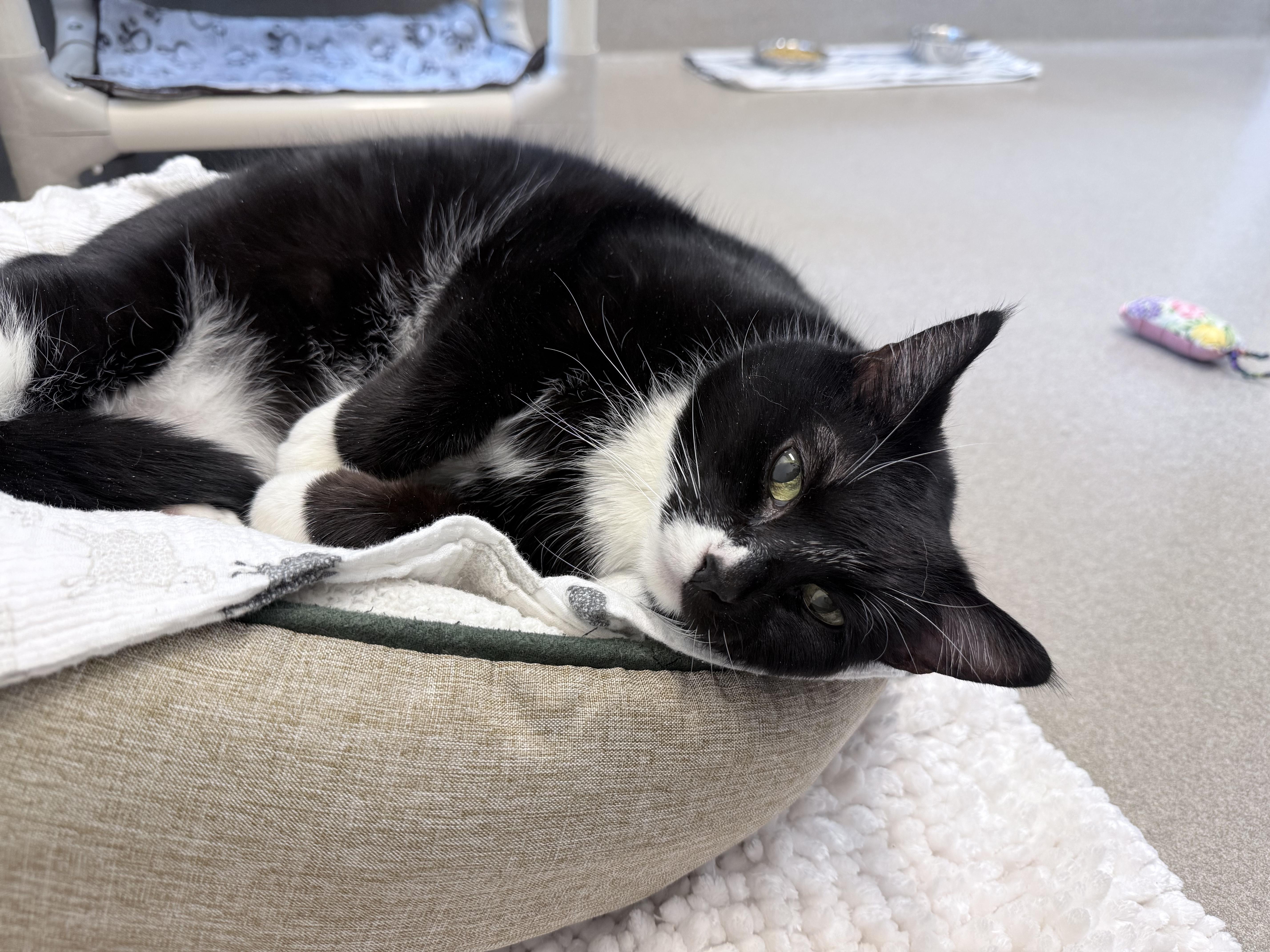 Enlarge Chloe #10363 (15 Years Old) , a Adoptable Domestic Short Hair in Langley, BC image 4/6