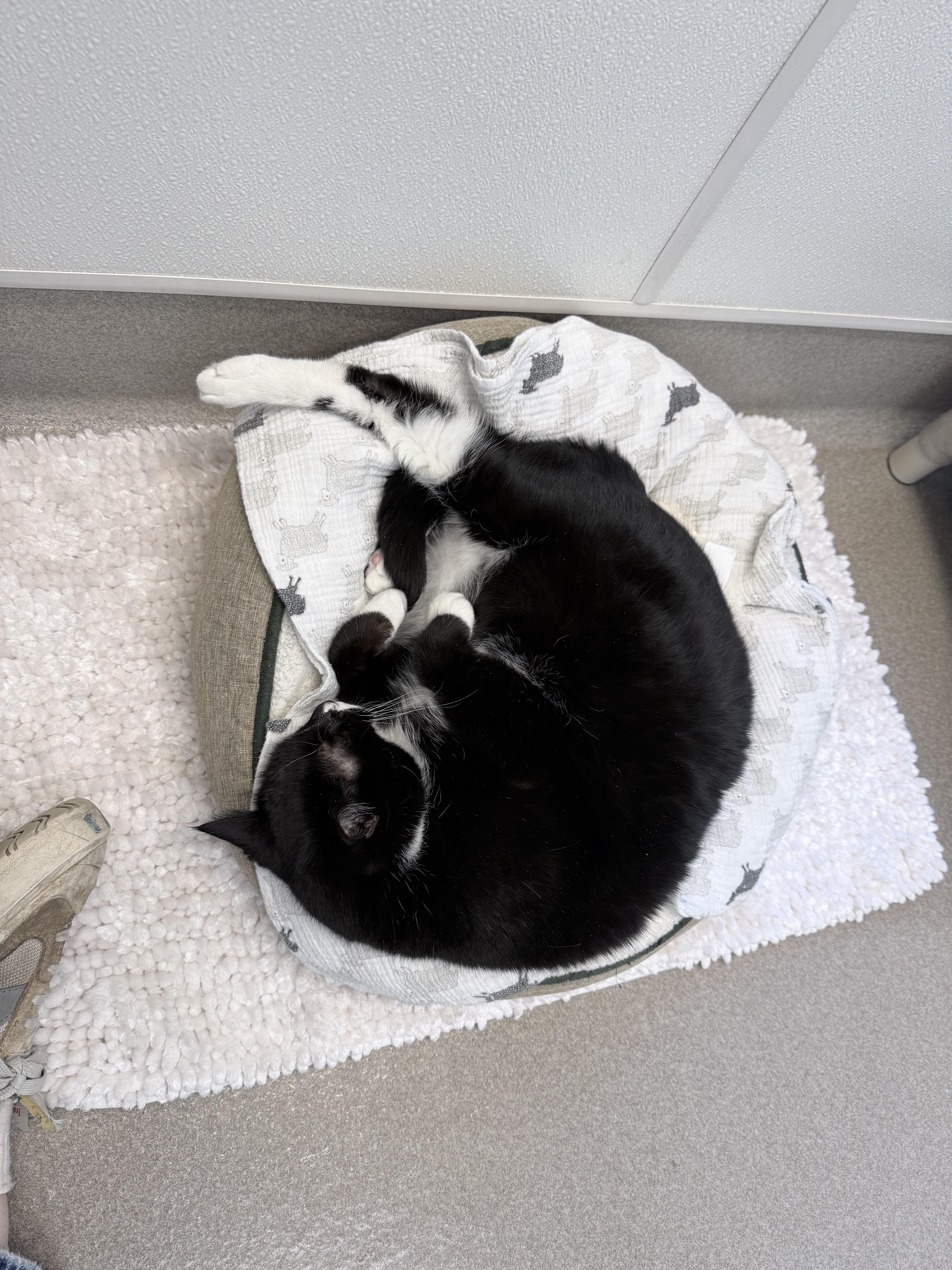 Enlarge Chloe #10363 (15 Years Old) , a Adoptable Domestic Short Hair in Langley, BC image 2/6